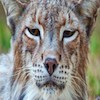 Two-part Documentary series on the Iberian Lynx narrated by Alex Warner.